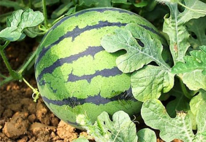 農田現摘西瓜配送