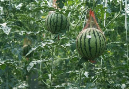 大棚西瓜-四季都可配送