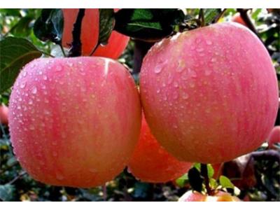 蘋果、紅富士配送