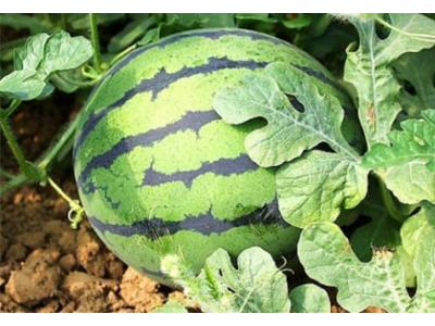 農（nóng）田現摘西瓜配送（sòng）