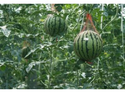 大棚西瓜-四季都可配送（sòng）