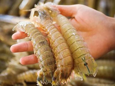 皮皮（pí）蝦配送