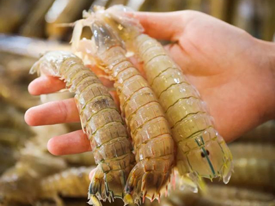 皮皮蝦（xiā）配送